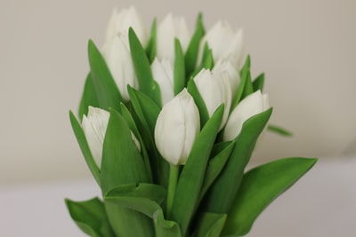 白色的花
